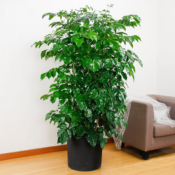 Đặc điểm của cây hạnh phúc Đặc điểm của cây hạnh phúc