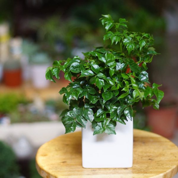 Cây hạnh phúc hợp người mệnh gì? Cây hạnh phúc hợp người mệnh gì?
