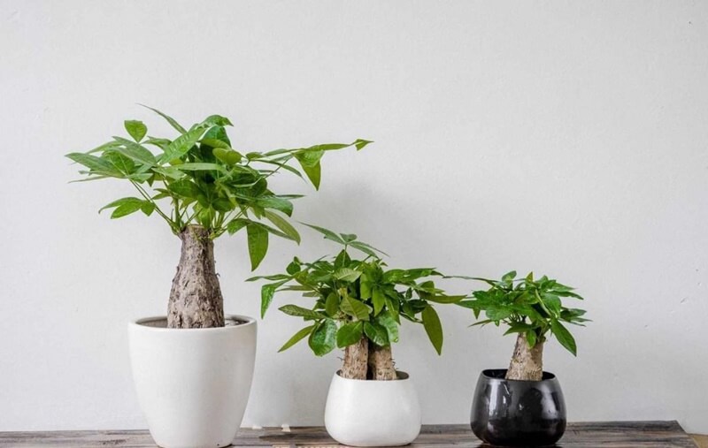 Tài lộc sinh sôi nhờ cây kim ngân